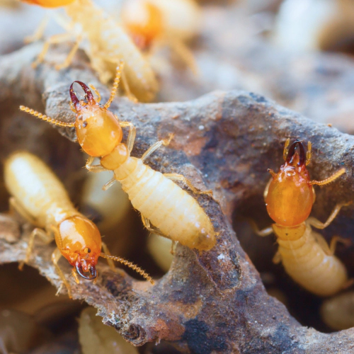 termite pest Los Angeles CA